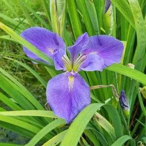 iris louisiana ruth holleyman