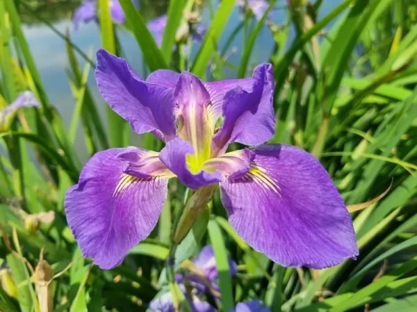iris louisiana ruth holleyman