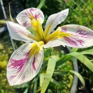 iris louisiana splitter splatter