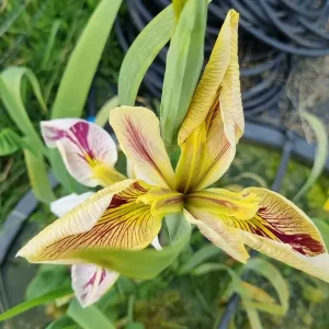 iris louisiana splitter splatter