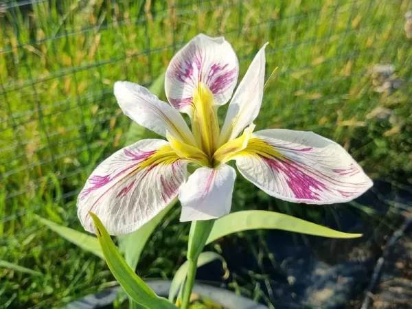 iris louisiana splitter splatter