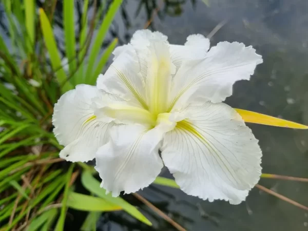 iris louisiana white umbrella