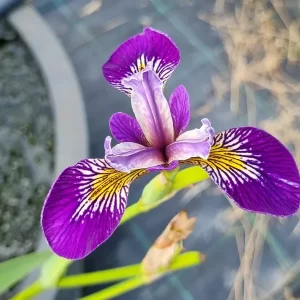 Iris pseudacorus Holden's Child