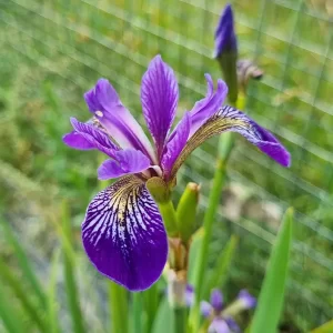 Iris pseudacorus Holden's Child