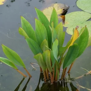 Orontium aquaticum Flamme d'eau
