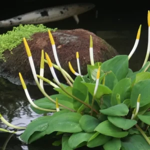 Orontium aquaticum Flamme d'eau
