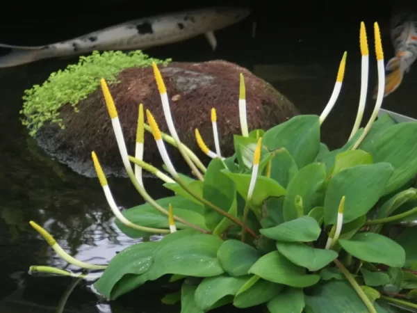 Orontium aquaticum Flamme d'eau