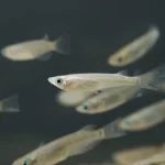Quels poissons mettre dans le bassin