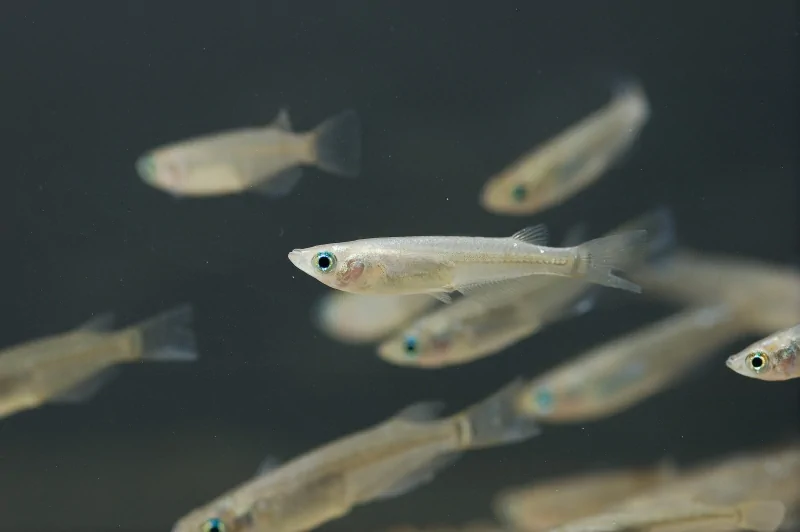 Quels poissons mettre dans le bassin
