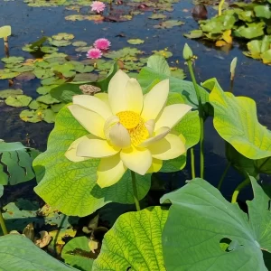 nelumbo ai jiangnan