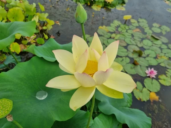 nelumbo ai jiangnan