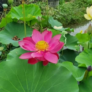 nelumbo flamingo