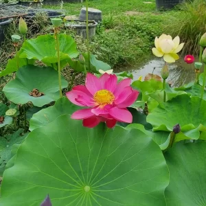 nelumbo flamingo