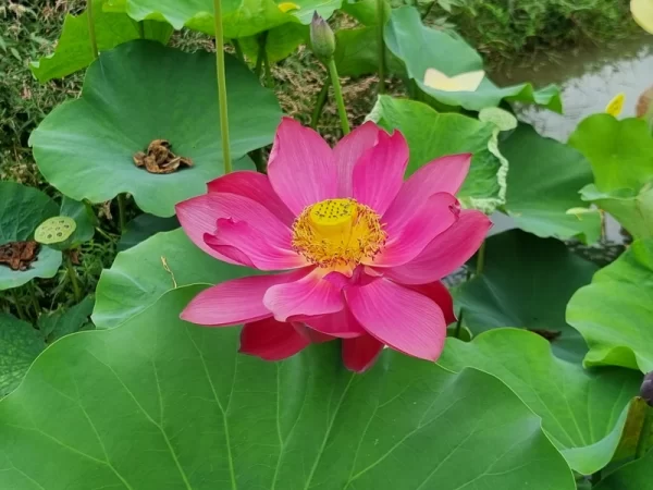 nelumbo flamingo