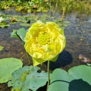 nelumbo gold and jade peony