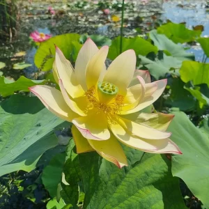 nelumbo sunrise brocade