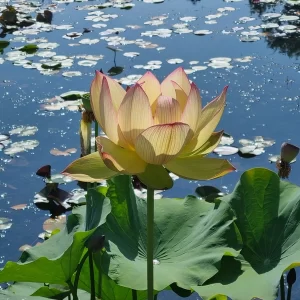 nelumbo sunrise brocade