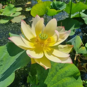 nelumbo sunrise brocade