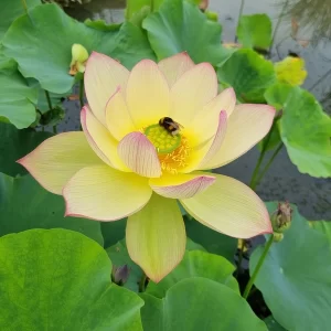 nelumbo sunrise brocade