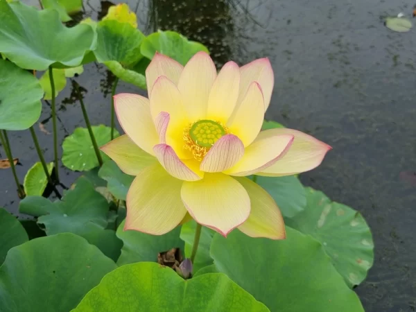 nelumbo sunrise brocade