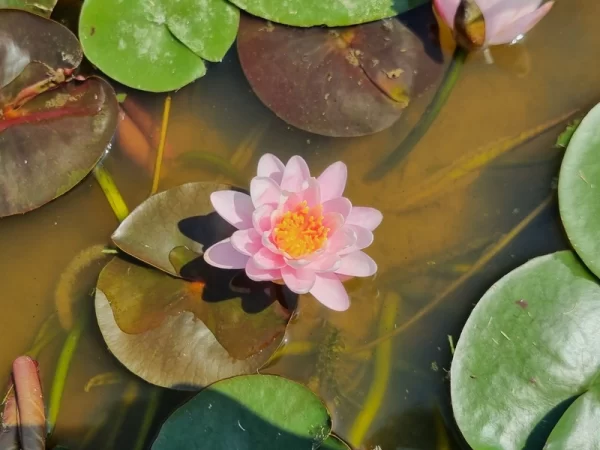 nymphaea bangkok candy