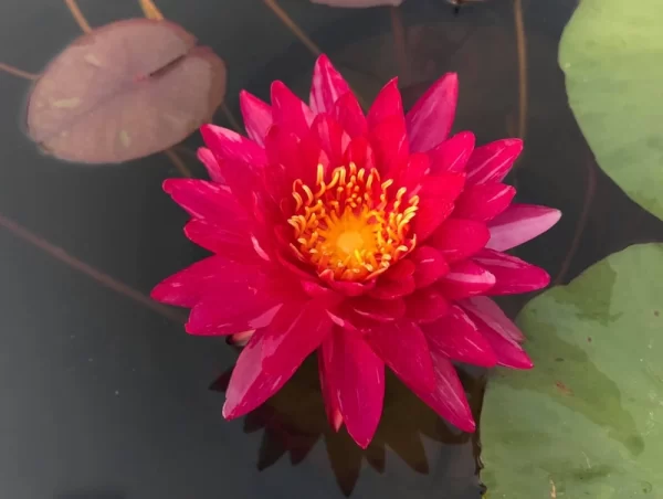 nymphaea bangkok miracle