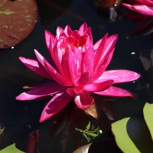 nymphaea bangkok miracle