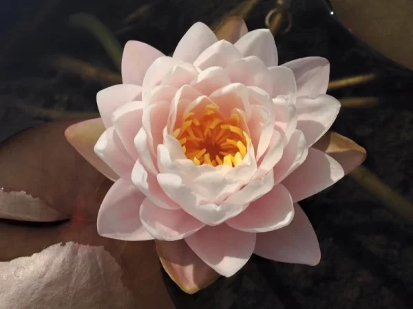nymphaea bangkok sakura
