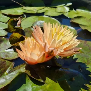 nymphaea bangkok sun spark