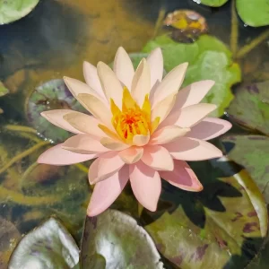nymphaea bangkok sunshine