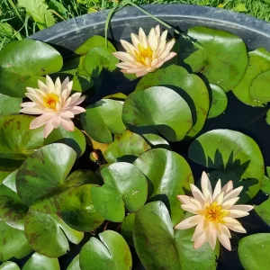 nymphaea bangkok sunshine