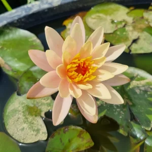nymphaea bangkok sunshine