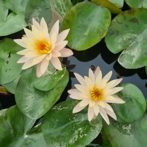 nymphaea bangkok sunshine