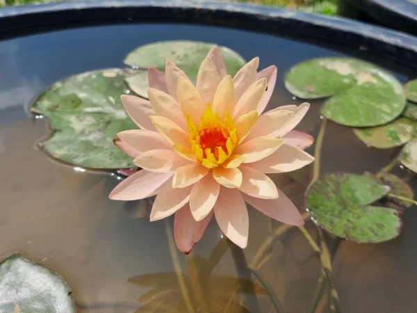 nymphaea bangkok sunshine