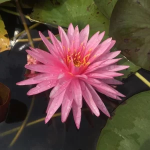 nymphaea chat rat