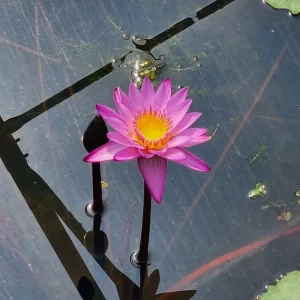 nymphaea dangmamuea