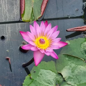 nymphaea dangmamuea