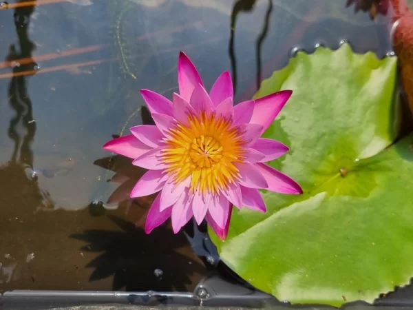 nymphaea dangmamuea