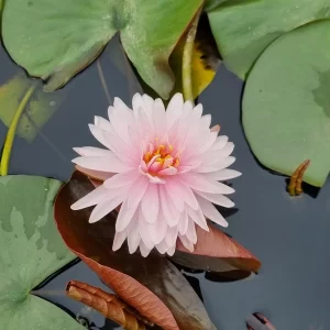 nymphaea jakkapan