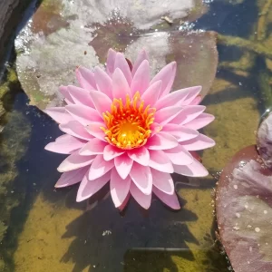 nymphaea nipaporn