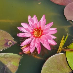 nymphaea siriporn