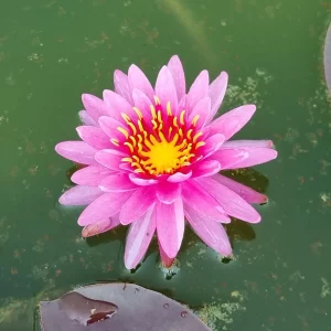 nymphaea siriporn