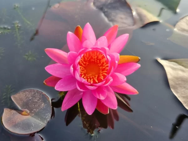 nymphaea siriporn