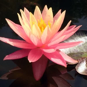 nymphaea sunfire