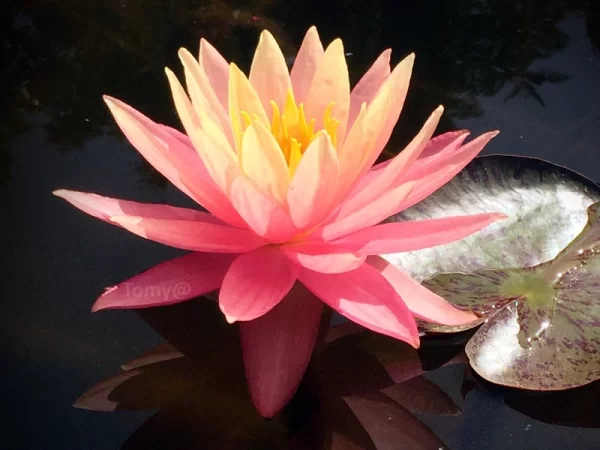 nymphaea sunfire