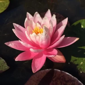 nymphaea white hot