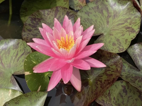 nymphaea white hot