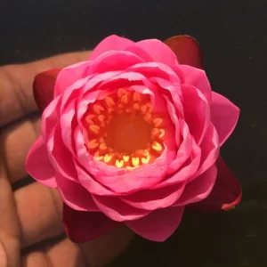 nymphaea wichaya