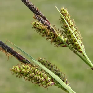 carex flacca laiche glauque