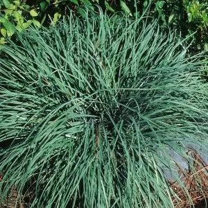 carex flacca laiche glauque